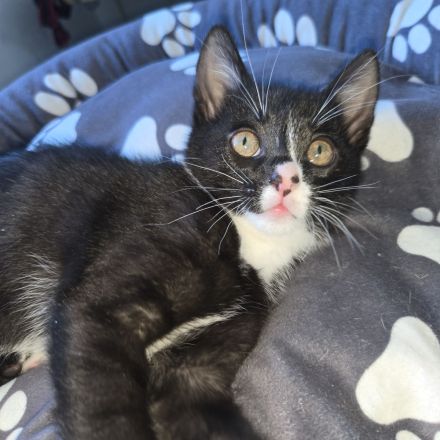 Verkaufen zwei Katzen