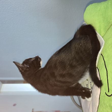 Verkaufen zwei Katzen