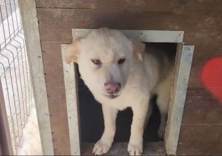 Elias, kleiner welpentypischer Hundebub sucht seine Familie, 7 Monate, 35 cm (Mai 25)