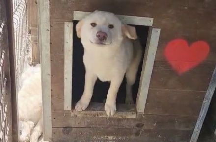 Elias, kleiner welpentypischer Hundebub sucht seine Familie, 7 Monate, 35 cm (Mai 25)