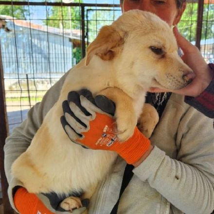 Elias, kleiner welpentypischer Hundebub sucht seine Familie, 7 Monate, 35 cm (Mai 25)