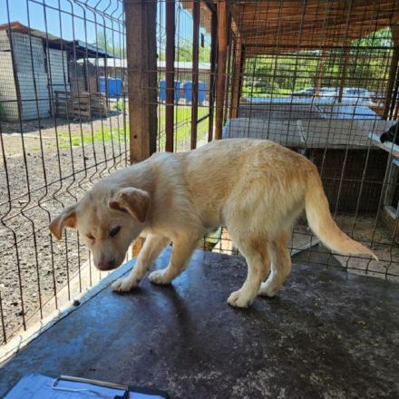 Elias, kleiner welpentypischer Hundebub sucht seine Familie, 7 Monate, 35 cm (Mai 25)