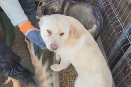 Elias, kleiner welpentypischer Hundebub sucht seine Familie, 7 Monate, 35 cm (Mai 25)