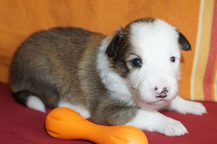 Border Collies in seltenen Farben, wolfsable-tri und sable