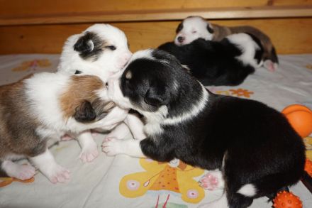 Border Collies in seltenen Farben, wolfsable-tri und sable