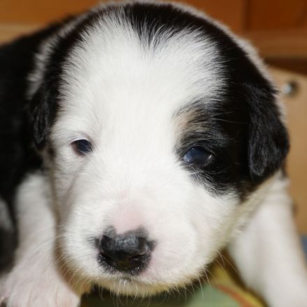 Border Collies in seltenen Farben, wolfsable-tri und sable