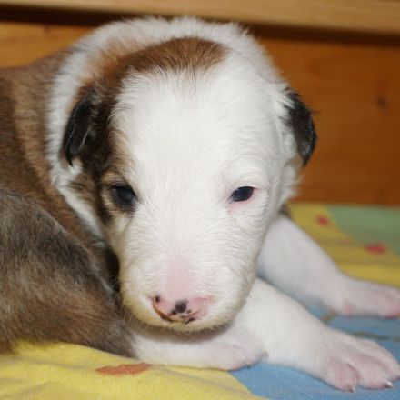 Border Collies in seltenen Farben, wolfsable-tri und sable
