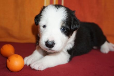 Border Collies in seltenen Farben, wolfsable-tri und sable