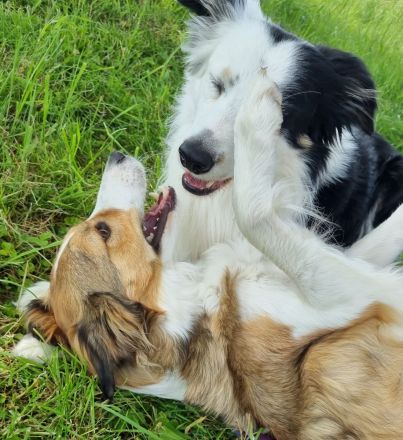 Border Collies in seltenen Farben, wolfsable-tri und sable