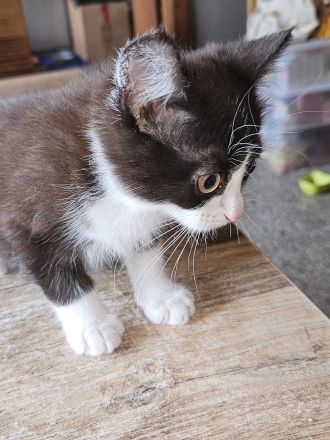 Unser kleiner flinker Scholle Perser Ragdoll Ekh Mix Kitten Katzenbaby Tierarztscheck