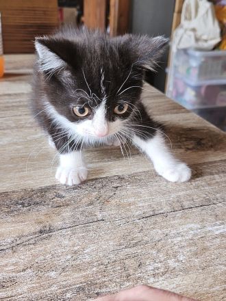 Unser kleiner flinker Scholle Perser Ragdoll Ekh Mix Kitten Katzenbaby Tierarztscheck