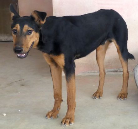 Oscar 8 (männlicher Dobermann-Mischling)