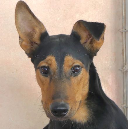 Oscar 8 (männlicher Dobermann-Mischling)