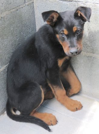 Oscar 8 (männlicher Dobermann-Mischling)