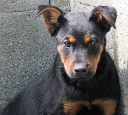 Oscar 8 (männlicher Dobermann-Mischling)