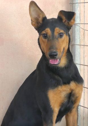Oscar 8 (männlicher Dobermann-Mischling)