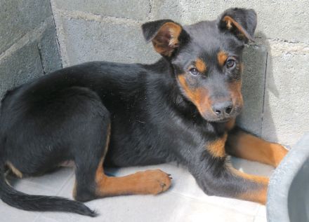 Oscar 8 (männlicher Dobermann-Mischling)