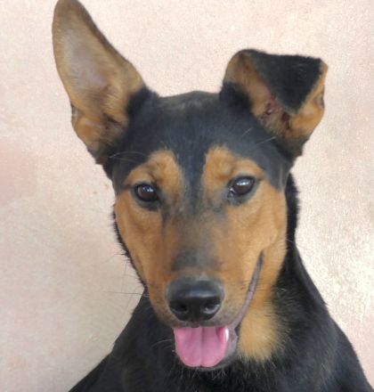 Oscar 8 (männlicher Dobermann-Mischling)