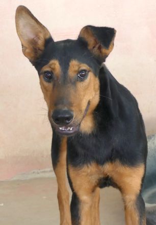Oscar 8 (männlicher Dobermann-Mischling)