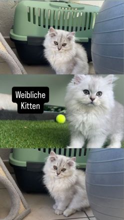 Kitten abgabebereit Britisch kurzhaar/ langhaar