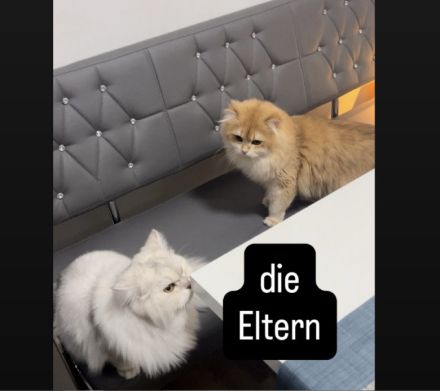 Kitten abgabebereit Britisch kurzhaar/ langhaar