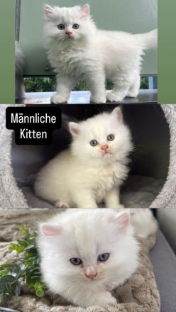 Kitten abgabebereit Britisch kurzhaar/ langhaar