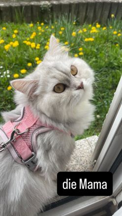 Kitten abgabebereit Britisch kurzhaar/ langhaar