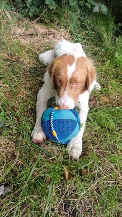 Verschmuster Rüde,8monate,60cm