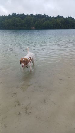 Verschmuster Rüde,8monate,60cm