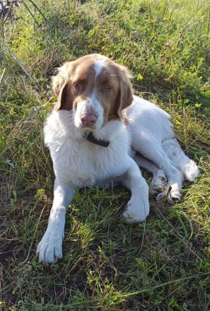 Verschmuster Rüde,8monate,60cm