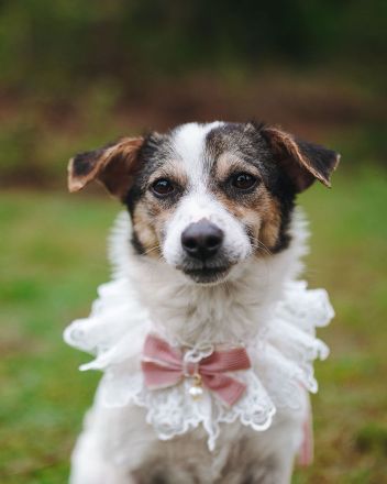 Kleine Alisha sucht ihr Körbchen