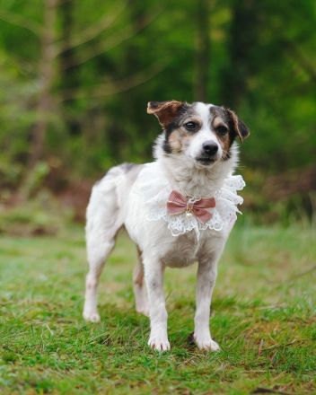 Kleine Alisha sucht ihr Körbchen