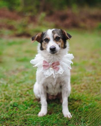 Kleine Alisha sucht ihr Körbchen