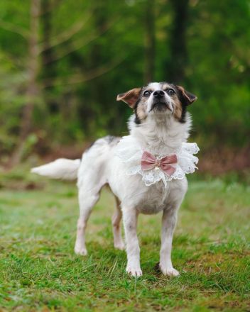 Kleine Alisha sucht ihr Körbchen