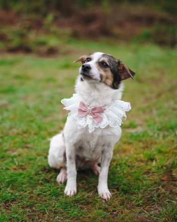 Kleine Alisha sucht ihr Körbchen