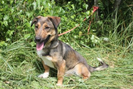 Zauberhafte kleine Henriette wünscht sich ein Zuhause