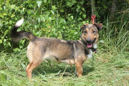 Zauberhafte kleine Henriette wünscht sich ein Zuhause