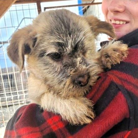 Nick, verspieltes, zutrauliches Hundekind sucht liebe Menschen, 10 Monate, 30 cm (Mai 25)