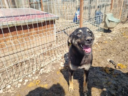 Safari, aufgeschlossene, sehr menschenbezogene Junghündin sucht liebe Menschen, 1 Jahr, 49 cm