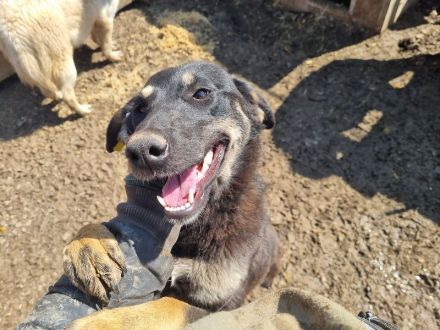 Safari, aufgeschlossene, sehr menschenbezogene Junghündin sucht liebe Menschen, 1 Jahr, 49 cm