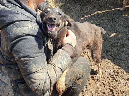 Safari, aufgeschlossene, sehr menschenbezogene Junghündin sucht liebe Menschen, 1 Jahr, 49 cm