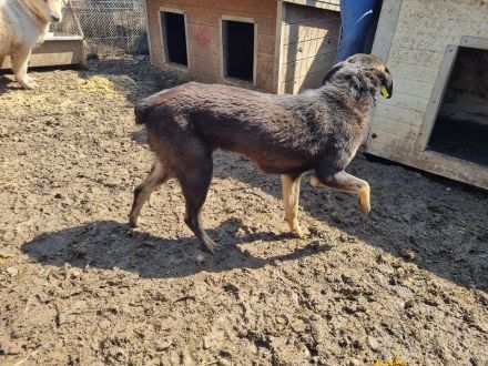 Safari, aufgeschlossene, sehr menschenbezogene Junghündin sucht liebe Menschen, 1 Jahr, 49 cm
