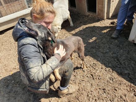 Safari, aufgeschlossene, sehr menschenbezogene Junghündin sucht liebe Menschen, 1 Jahr, 49 cm