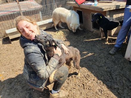 Safari, aufgeschlossene, sehr menschenbezogene Junghündin sucht liebe Menschen, 1 Jahr, 49 cm