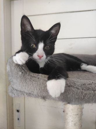 2 niedliche, verspielte und unzertrennliche Kitten Geschwisterpaar suchen ein schönes Zuhause