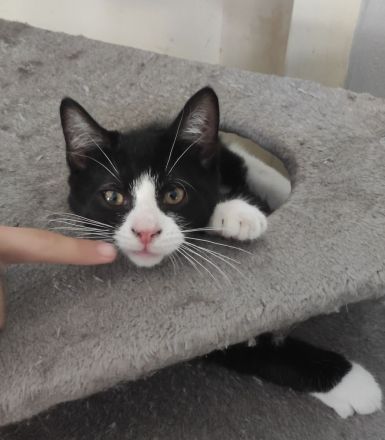 2 niedliche, verspielte und unzertrennliche Kitten Geschwisterpaar suchen ein schönes Zuhause