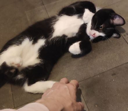 2 niedliche, verspielte und unzertrennliche Kitten Geschwisterpaar suchen ein schönes Zuhause