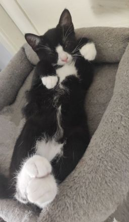 2 niedliche, verspielte und unzertrennliche Kitten Geschwisterpaar suchen ein schönes Zuhause