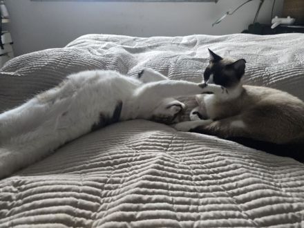 Die superliebe Lilú wartet auf ein Für-Immer-Zuhause