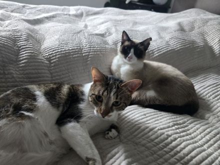 Die superliebe Lilú wartet auf ein Für-Immer-Zuhause